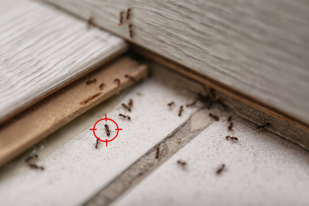 Best Best Pest Control Companies  in Bel Air South, MD